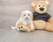 7 week old Maltipoo Puppy For Sale - Windy City Pups