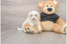 Maltipoo Pup Being Cute