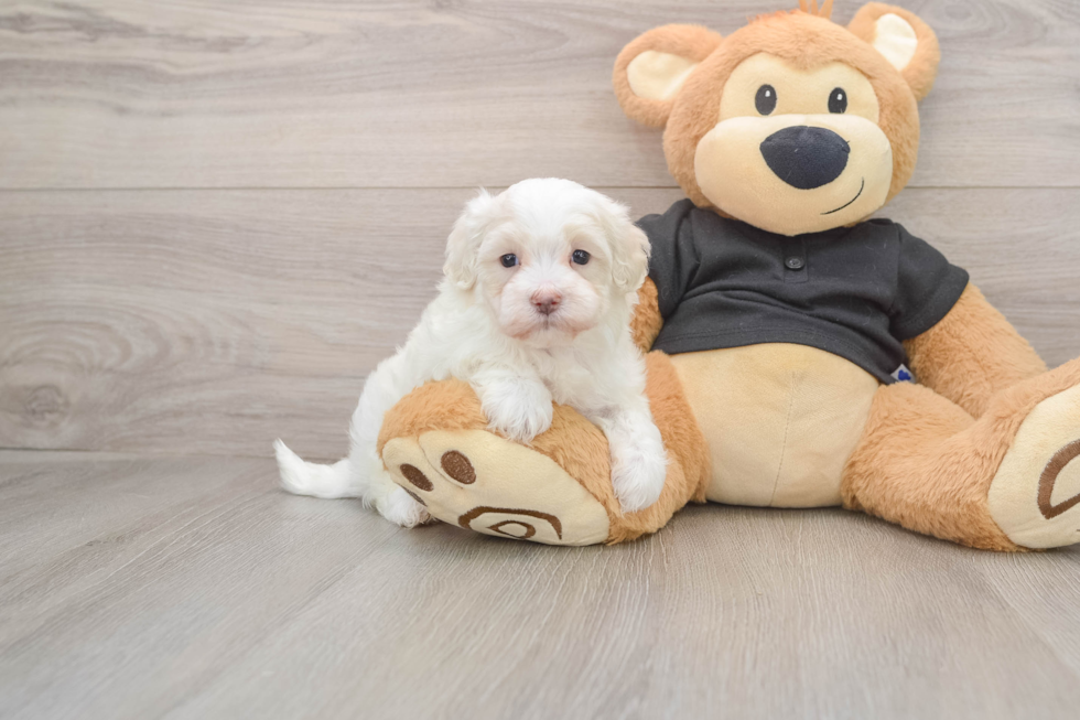 Maltipoo Pup Being Cute