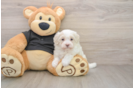 Maltipoo Pup Being Cute