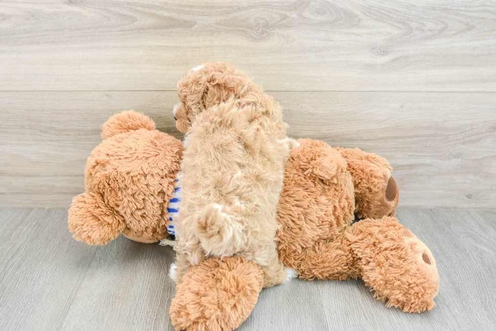 Fluffy Maltipoo Poodle Mix Pup