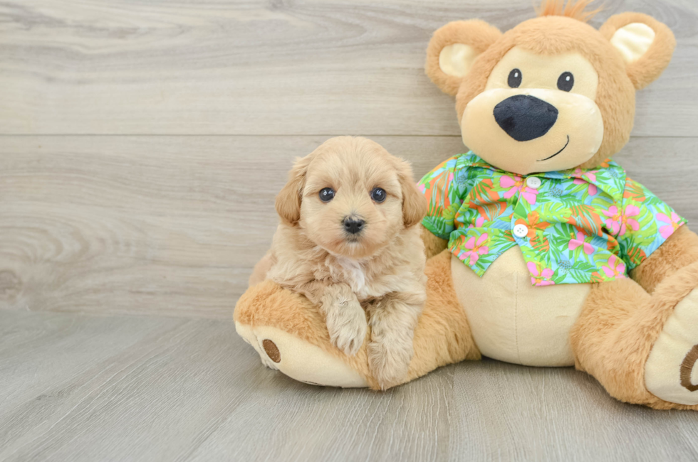 7 week old Maltipoo Puppy For Sale - Windy City Pups