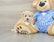 8 week old Maltipoo Puppy For Sale - Windy City Pups