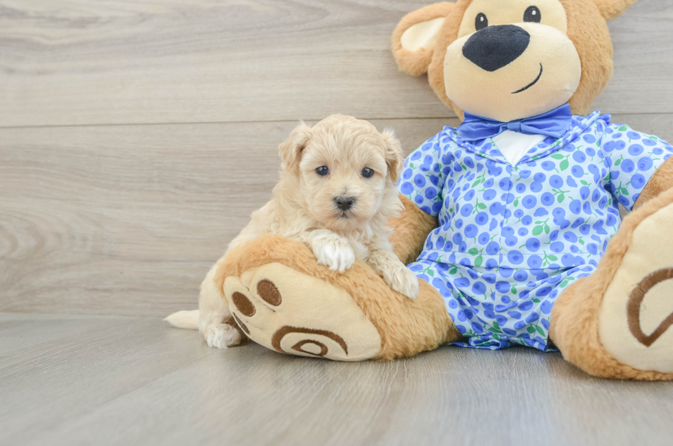 5 week old Maltipoo Puppy For Sale - Windy City Pups