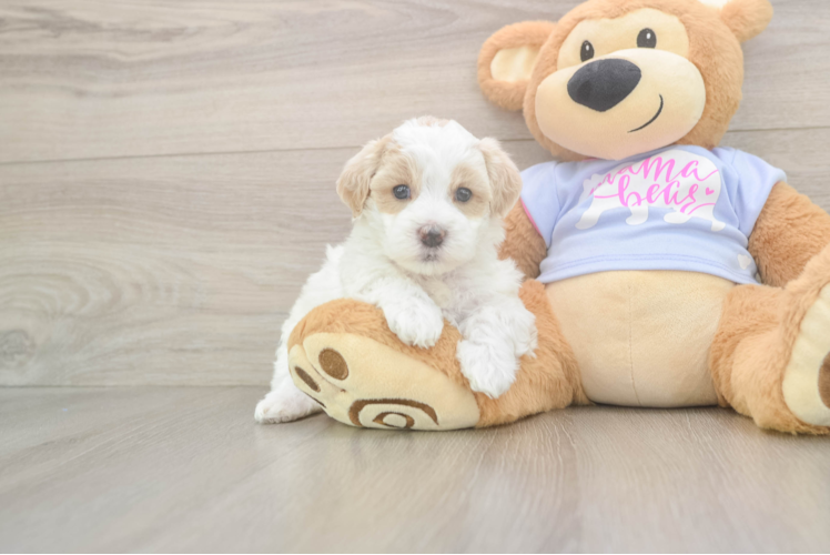 Happy Maltipoo Baby