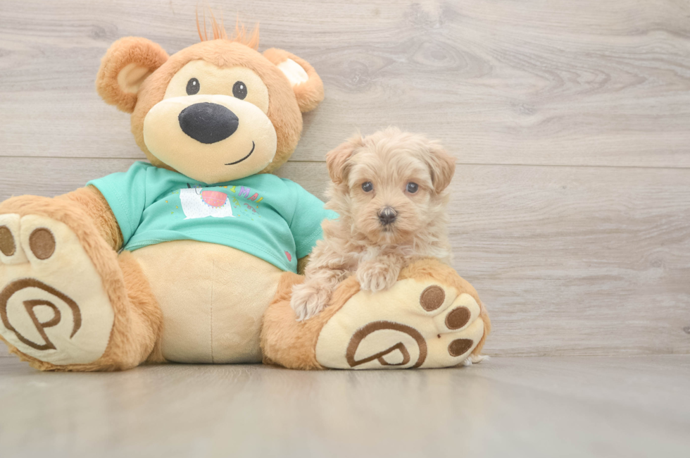 6 week old Maltipoo Puppy For Sale - Windy City Pups