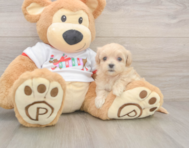 7 week old Maltipoo Puppy For Sale - Windy City Pups