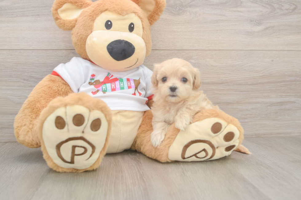 5 week old Maltipoo Puppy For Sale - Windy City Pups