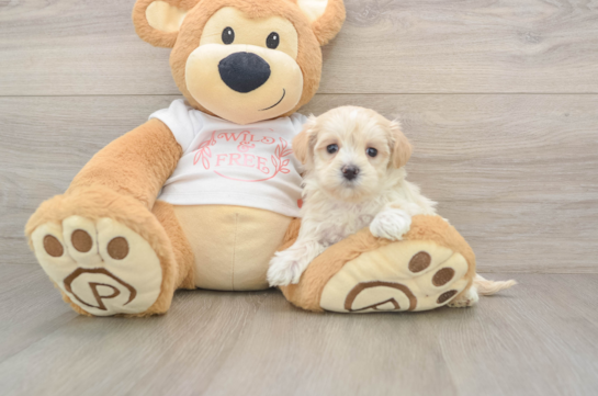 Maltipoo Puppy for Adoption