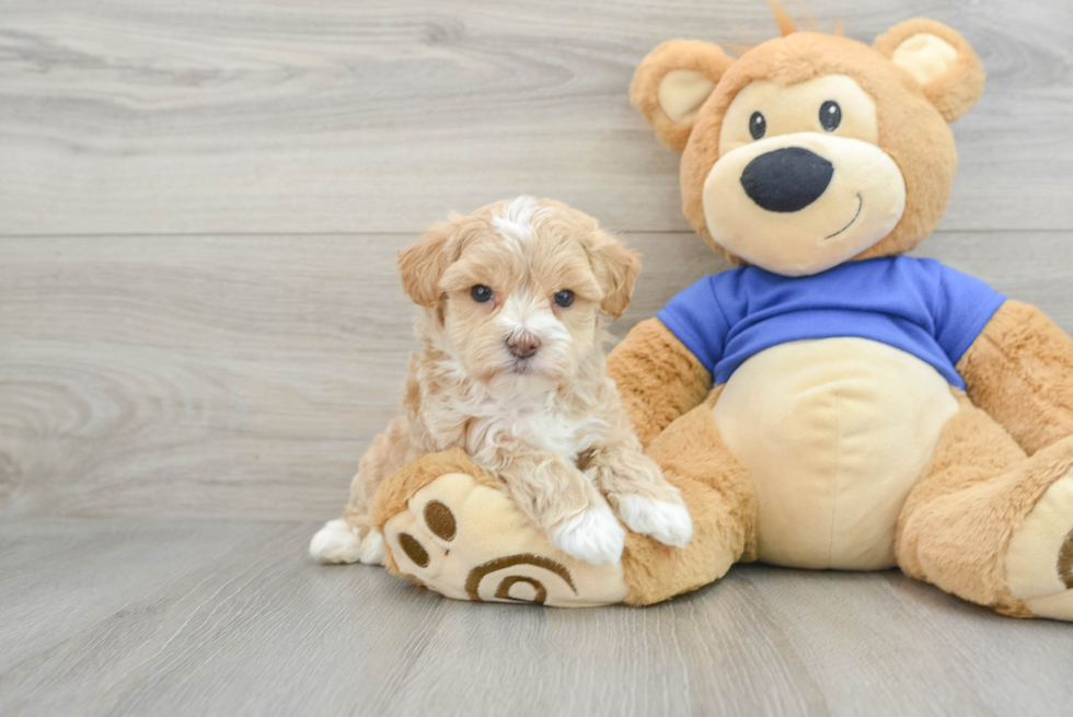 Smart Maltipoo Poodle Mix Pup