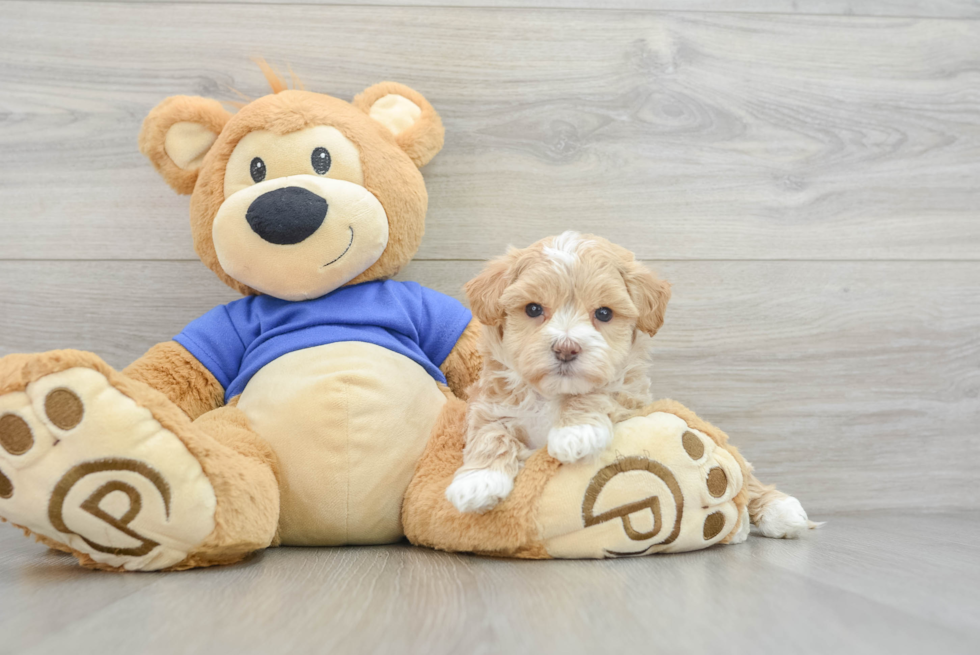 Best Maltipoo Baby