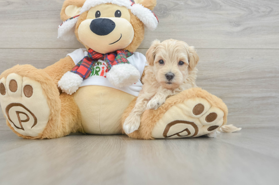 6 week old Maltipoo Puppy For Sale - Windy City Pups