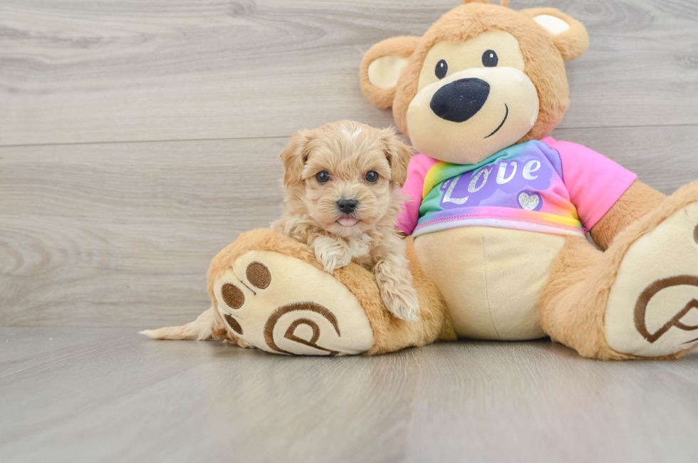 7 week old Maltipoo Puppy For Sale - Windy City Pups