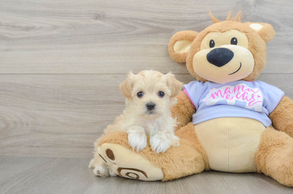 5 week old Maltipoo Puppy For Sale - Windy City Pups