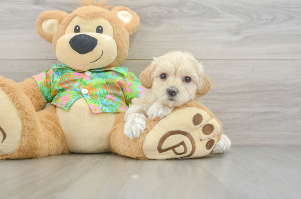 6 week old Maltipoo Puppy For Sale - Windy City Pups
