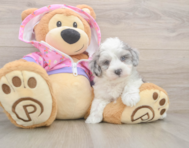 7 week old Maltipoo Puppy For Sale - Windy City Pups