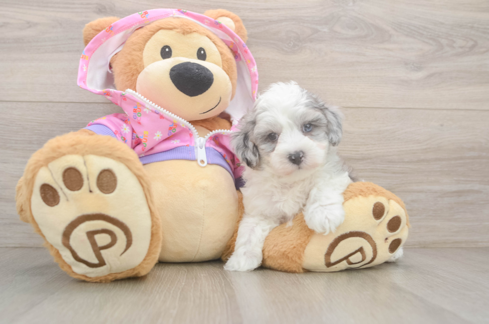 6 week old Maltipoo Puppy For Sale - Windy City Pups