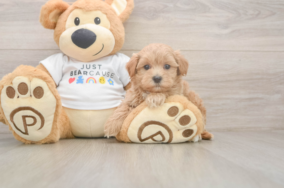 6 week old Maltipoo Puppy For Sale - Windy City Pups