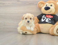 8 week old Maltipoo Puppy For Sale - Windy City Pups