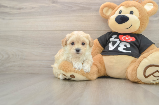 Maltipoo Puppy for Adoption