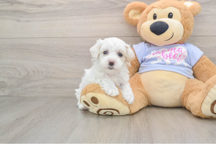 Maltipoo Pup Being Cute