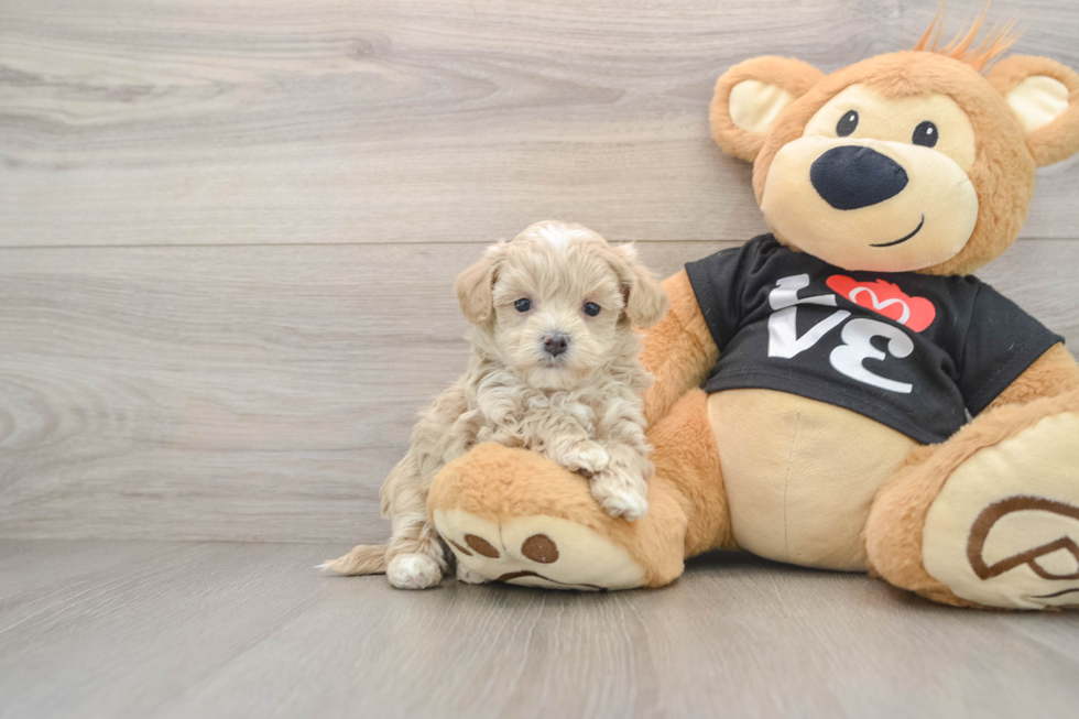 Fluffy Maltipoo Poodle Mix Pup