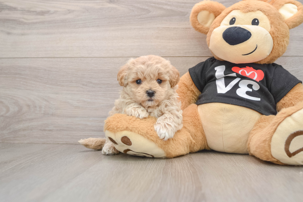Maltipoo Pup Being Cute