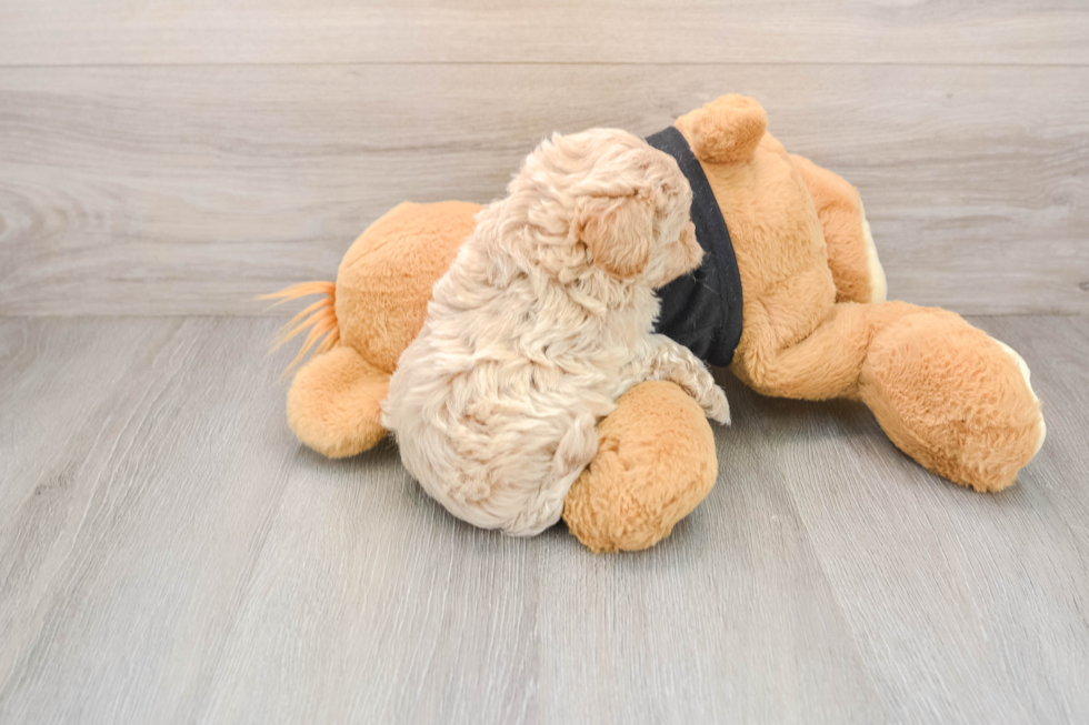 Maltipoo Pup Being Cute