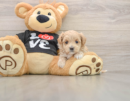 8 week old Maltipoo Puppy For Sale - Windy City Pups