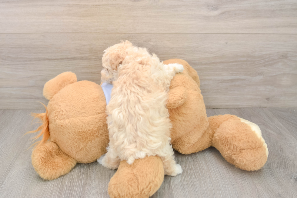 Smart Maltipoo Poodle Mix Pup