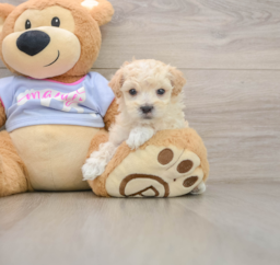 6 week old Maltipoo Puppy For Sale - Windy City Pups