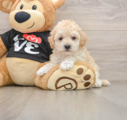 8 week old Maltipoo Puppy For Sale - Windy City Pups