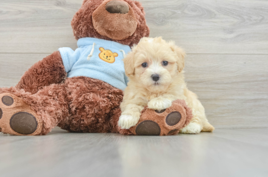 Adorable Moodle Poodle Mix Puppy