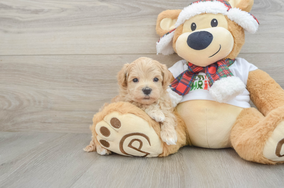 6 week old Maltipoo Puppy For Sale - Windy City Pups