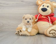 7 week old Maltipoo Puppy For Sale - Windy City Pups