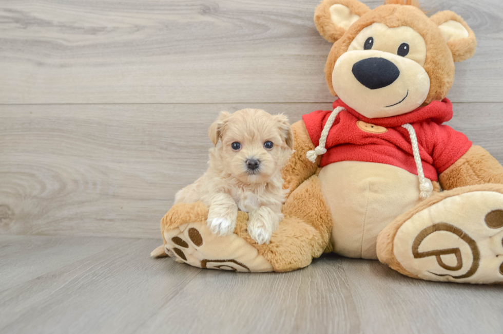 6 week old Maltipoo Puppy For Sale - Windy City Pups