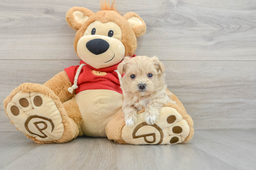 Sweet Maltipoo Baby