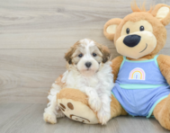 8 week old Maltipoo Puppy For Sale - Windy City Pups