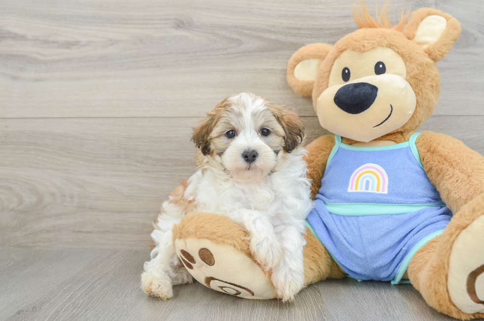 7 week old Maltipoo Puppy For Sale - Windy City Pups