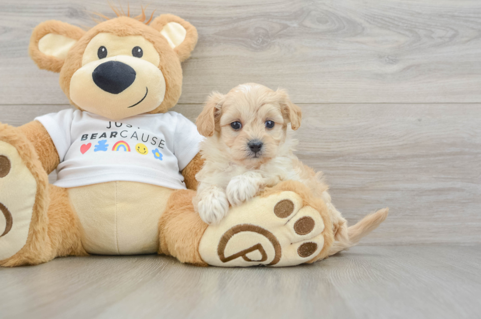 6 week old Maltipoo Puppy For Sale - Windy City Pups