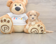 8 week old Maltipoo Puppy For Sale - Windy City Pups