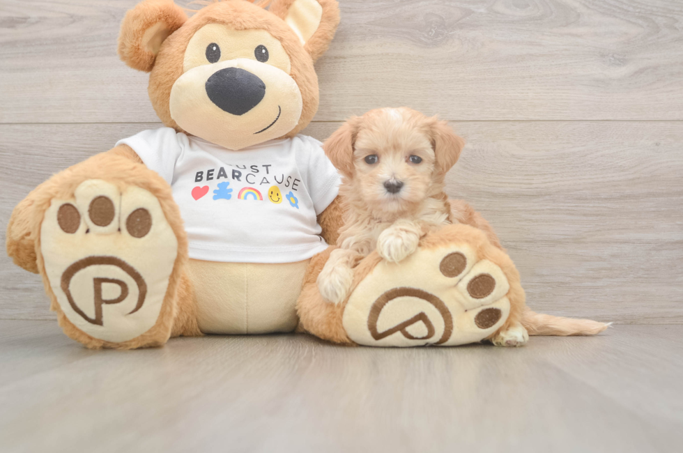 6 week old Maltipoo Puppy For Sale - Windy City Pups