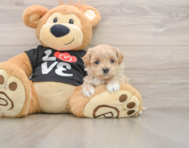 8 week old Maltipoo Puppy For Sale - Windy City Pups