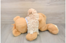 Petite Maltipoo Poodle Mix Pup