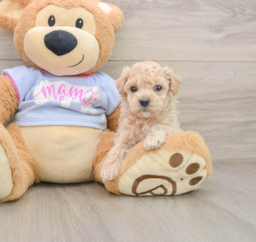 7 week old Maltipoo Puppy For Sale - Windy City Pups