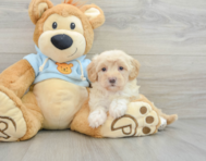 9 week old Maltipoo Puppy For Sale - Windy City Pups