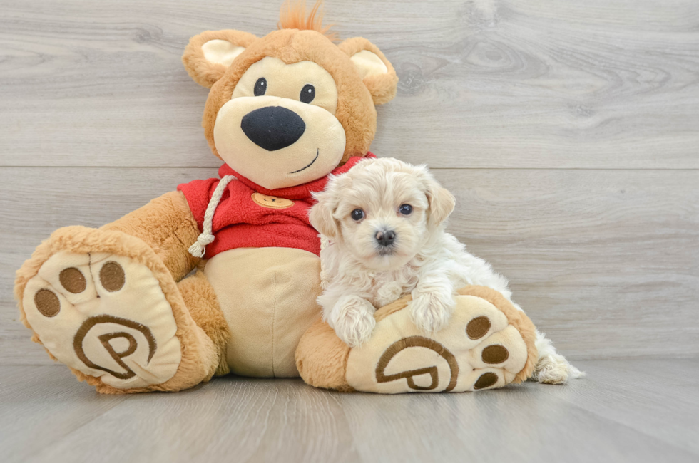 6 week old Maltipoo Puppy For Sale - Windy City Pups