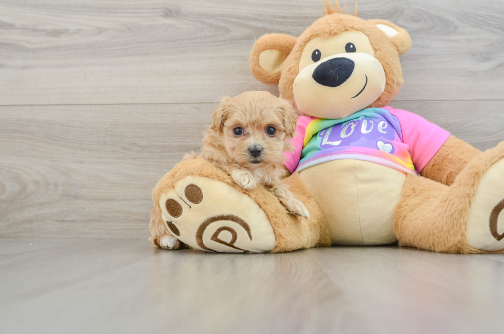 7 week old Maltipoo Puppy For Sale - Windy City Pups