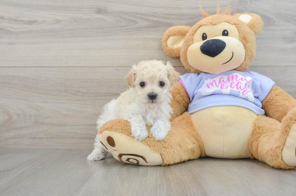 5 week old Maltipoo Puppy For Sale - Windy City Pups