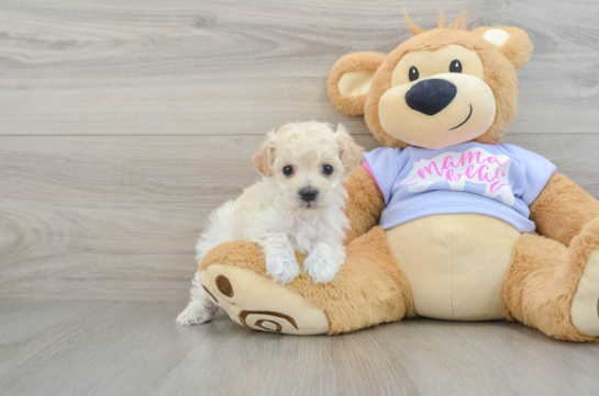 Cute Maltipoo Baby